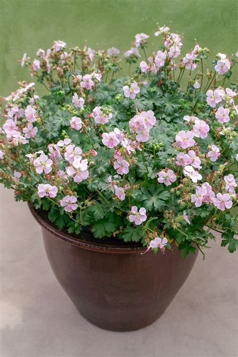 Plant Growers Australia - Geranium Biokovo