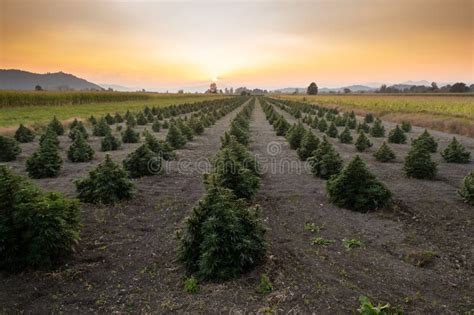 Aerial View of Large Cannabis Medical Marijuana Hemp Fields Stock Image - Image of hemp ...