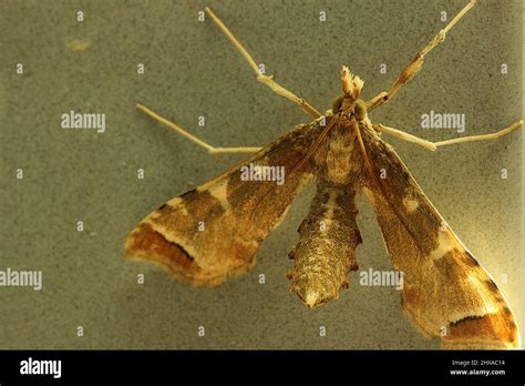 Poroporo fruit borer moth (Leucinodes cordalis Stock Photo - Alamy