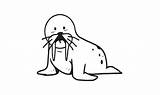 Walrus Coloring Vector Art Icons And Graphics For Free Download sketch template
