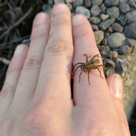 [SW Ontario] Met this friendly wolf spider today : spiders