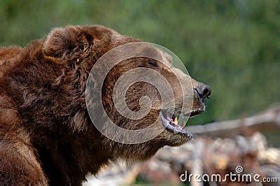 Grizzly Bear - Open Mouth Stock Photography - Image: 277242