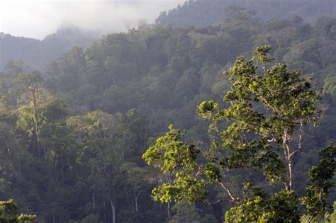 #DiIndonesiaAja-Bukan Hanya Bunaken, di Sulawesi Utara Juga Ada Cagar Alam Tangkoko Batuangus ...