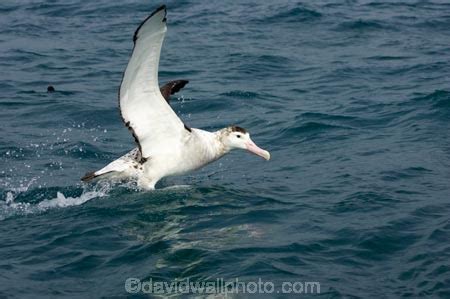 Antipodean Albatross (Wandering Albatross), Kaikoura, Marlborough ...