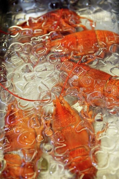 Lobster in ice cold water - Stock Photo - Dissolve