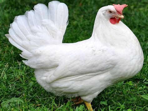 Leghorn hen