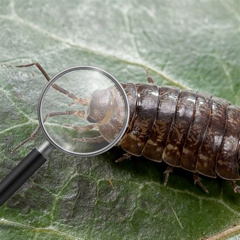 Sow Bug Identification – Pest Supply Canada