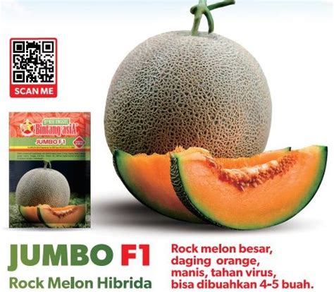 How to Take Care of Melon Plants in the Rainy Season - Blog Bintang asiA