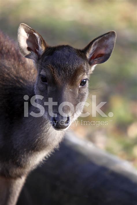 Indonesia: Komodo Dragon Devouring A Timor Rusa Deer Stock Photo ...