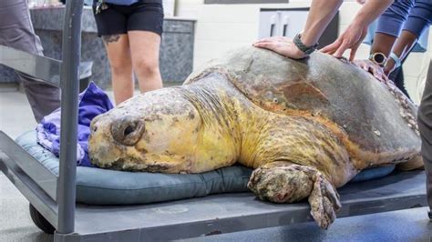 375-pound sea turtle returns to the ocean after leech infestation and flipper injuries