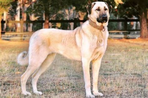 Kangal Shepherd Dog [Ultimate Guide: Health, Personality & More]