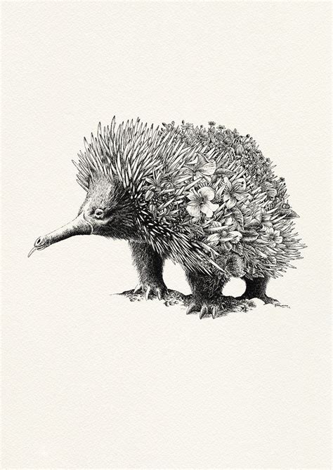 Echidna - Giclée Print | Pencil drawings of animals, Australian wildlife, Australian native animals