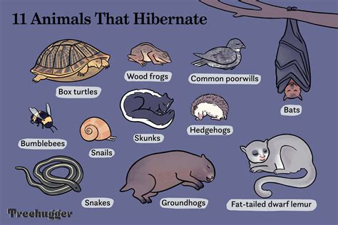 Animals That Go Into Hibernation