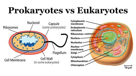 Top 40 Difference between Prokaryotes and Eukaryotes