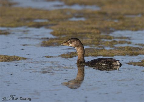 Pied-billed Grebe – An Entertaining Diving Technique – Feathered Photography