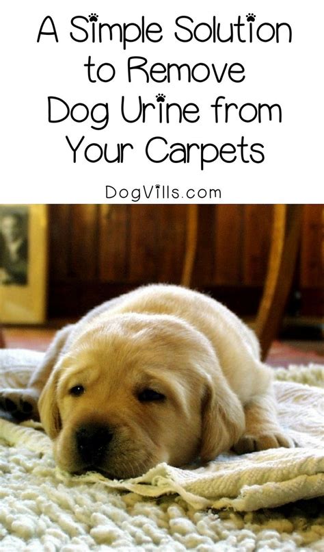 4 Foolproof Steps to Get Rid of Dog Urine Smell in Carpets - DogVills ...