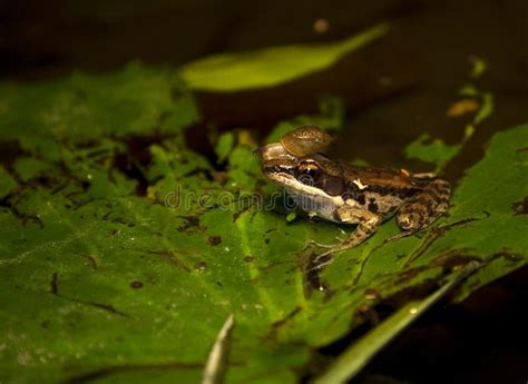 Frog & snail stock photo. Image of amphibian, leaf, pool - 7747418