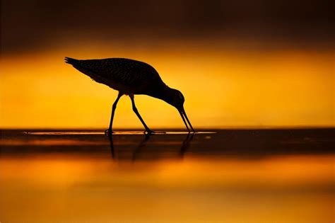 Bird Photographer of the Year 2021 finalists revealed - BBC News