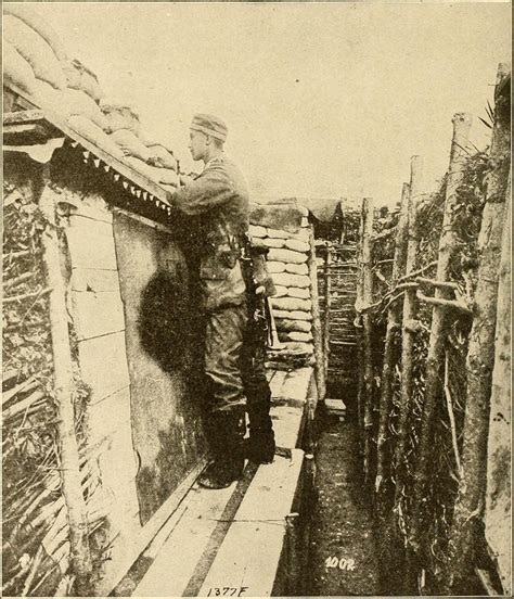 TIL that trench rats was such a nuisance during WW1 that they are considered one of the worst ...