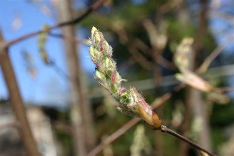 Serviceberry (Juneberry, Shadbush) – Identification | Walter Reeves: The Georgia Gardener