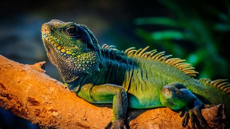 Cute Lizard Wallpapers - Wallpaper Cave