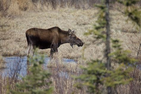 Climate Change May Benefit Moose and Snowshoe Hares | Wildlife Untamed