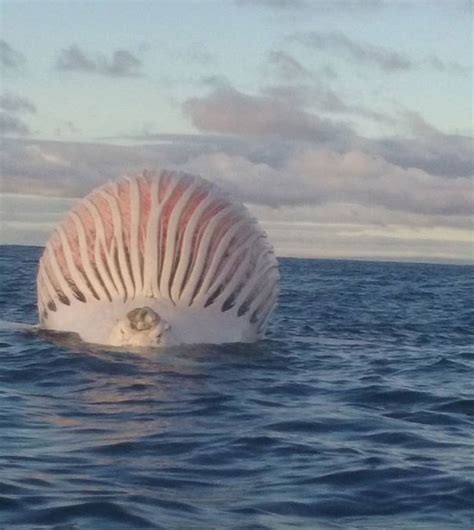 Decomposing whale shortly before exploding. : r/oddlyterrifying