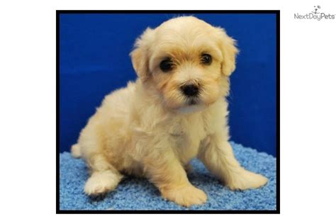 Meet Male a cute Cockapoo puppy for sale for $450. Cockatese, Silky Cocker Spaniel Maltese mix ...