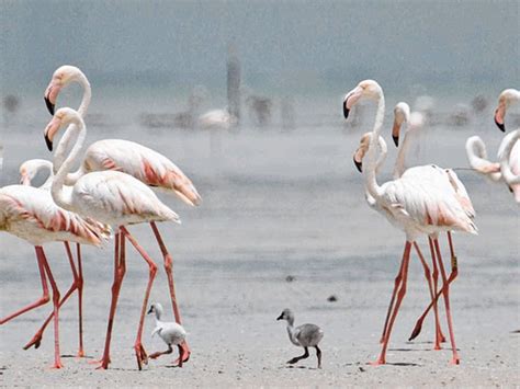 Greater flamingo breeding in Al Wathba after 10 years | Environment ...