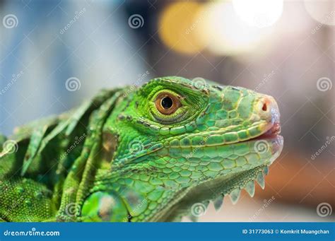 Iguana eye stock image. Image of closeup, profile, camouflage - 31773063