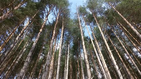 Fotos gratis : árbol, naturaleza, rama, planta, cielo, madera, el ...