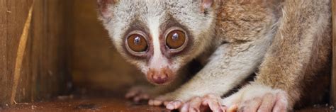 Slow lorises are adorable, fascinating and at risk (INFOGRAPHIC ...