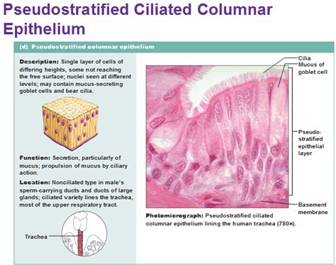 Ciliated Simple Columnar Epithelium Location - Goimages Signs