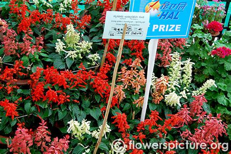 Salvia splendens varieties