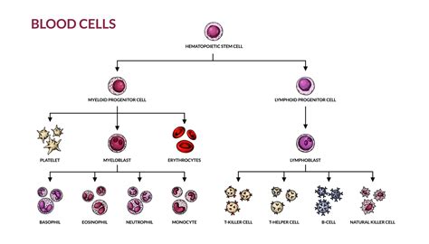 hematopoyesis diagrama. humano sangre células tipos con nombres ...