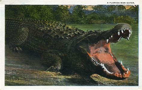 a luddite's journal: Postcards: Alligators In Florida