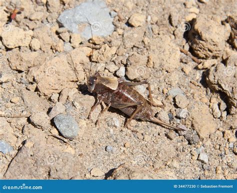 Mormon Cricket stock photo. Image of macro, katydid, camouflage - 34477230