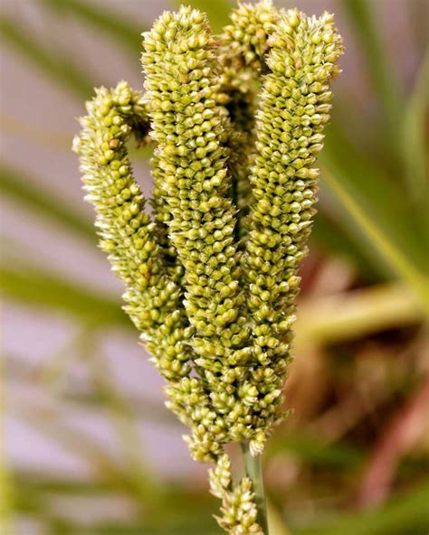 Finger millet facts and health benefits