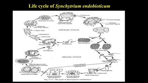 Chytridiomycota characters, taxonomy, life cycle of synchrium and major diseases | PPT