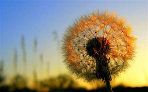 Dandelion Sunset Photos HD wallpaper | flowers | Wallpaper Better