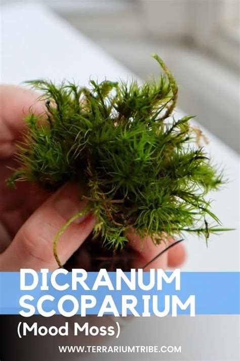 Mood Moss 101: Growth & Care Guide (Dicranum scoparium)