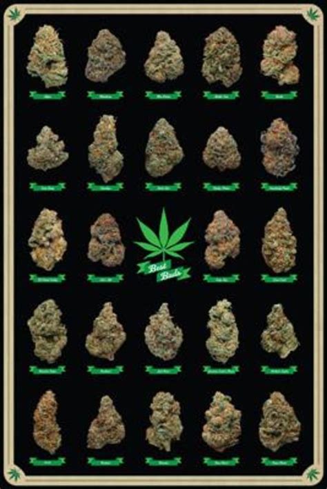 Best Buds Marijuana Types Weed Pot Chart Poster 24x36 650399102702 | eBay