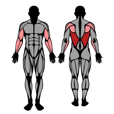 Pull-Up: Muscles Worked & Technique – StrengthLog