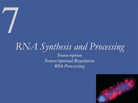 PPT - RNA Synthesis and Processing Transcription Transcriptional Regulation RNA Processing ...