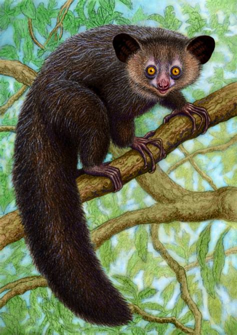 Aye-Aye by WillemSvdMerwe on DeviantArt