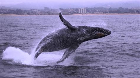 Humpback Whale Season in Monterey Bay - YouTube