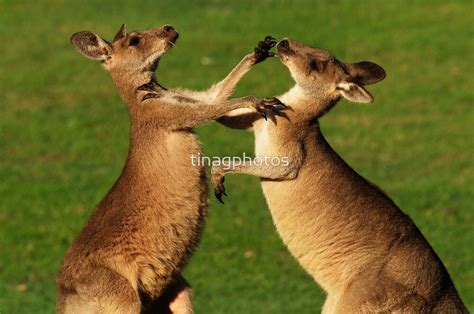 "Kangaroo Fight Club" by tinagphotos | Redbubble