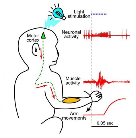 Optogenetic Stimulation of the Motor Cortex Successfully Induced Arm Movements in Monkeys ...