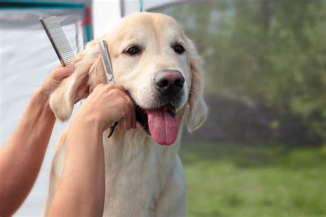 How To Choose a Dog Groomer for Your Golden Retriever - Puppy In Training