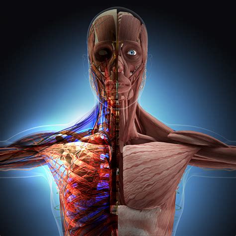 Anatomy & Physiology Course | Accredited Diploma - Learn Online